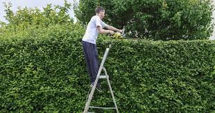 Taille de haie de thuyas parfaite à Poissy