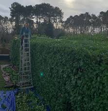 Entretien paysager complet à Poissy